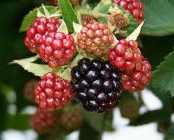 נוגדי חמצון (אנטיאוקסידנטים)