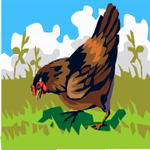 עוף עם חיידקים בסופר?!