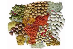 למה כדאי לאכול קטניות?