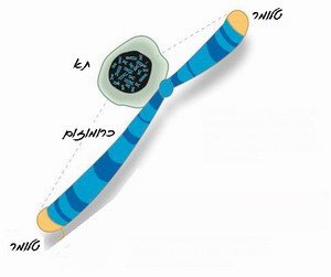 פחות קלוריות – יותר הגנה על הכרומוזומים