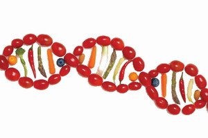 נתגלה גן הגורם להשמנה