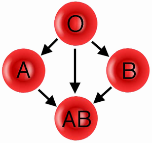 התיאוריה מאחורי הדיאטה לפי סוג הדם – מופרכת