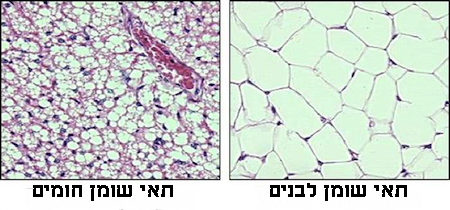 מה קורה לשומן החום באכילה מוגזמת?