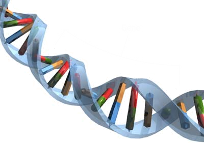 המפתח לחיים ארוכים