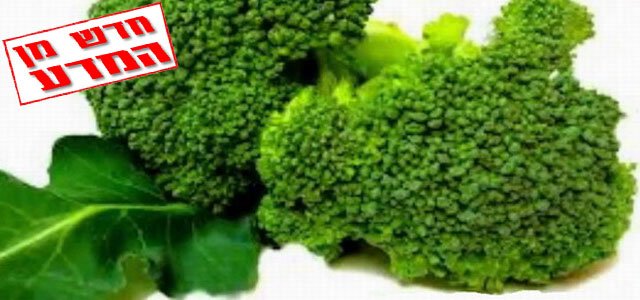 ברוקולי להגנה מפני סרטן הכבד