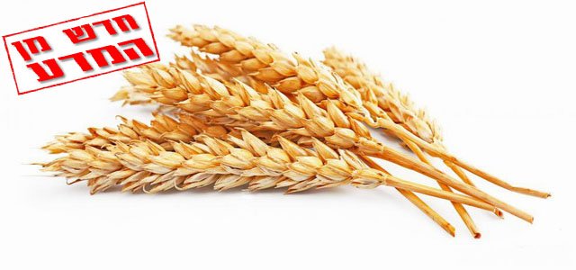 האם אכילת דגנים מלאים אכן מאריכה את תוחלת החיים?