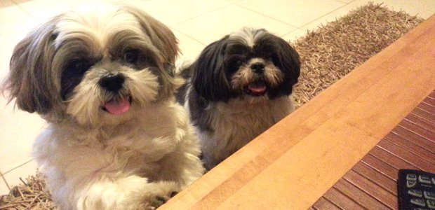 כלב טוב אוכל רע – מזונות מזיקים לכלבים