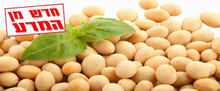 סויה בטוחה, ואף מגינה, על נשים שחלו בסרטן השד