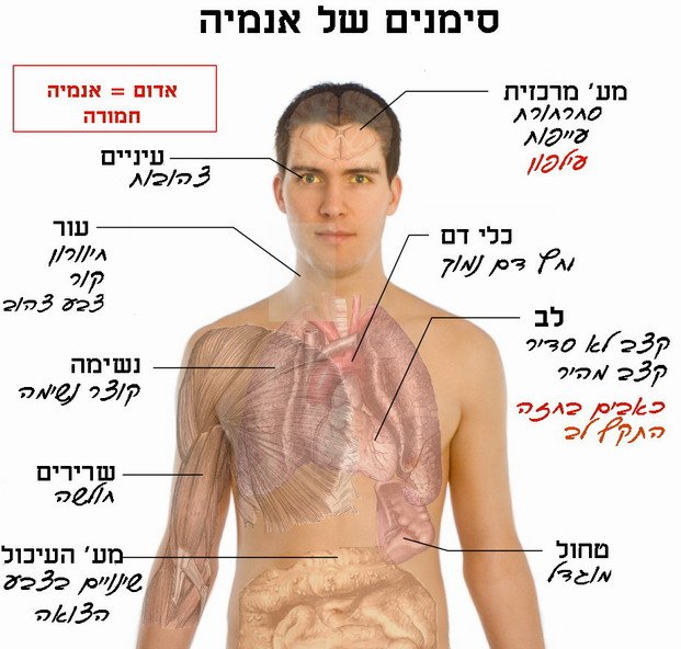 סימנים לאנמיה