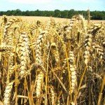 צליאק ואי-סבילות ללקטוז