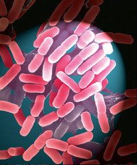 חיידקי אי קולי