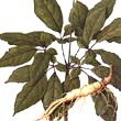 ginseng