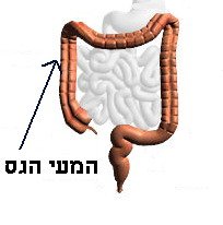 המעי הגס