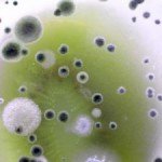 עובש – האם זה מסוכן?