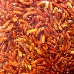 כל האמת על אורז אדום