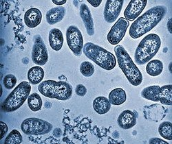 סלמונלה – שאלות ותשובות